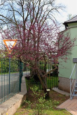 Cercis canadensis 'Forest Pansy' - zmarilka kanadská - celek jaro